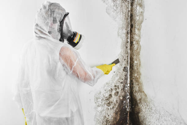 Best Mold Remediation Services  in The Hills, TX