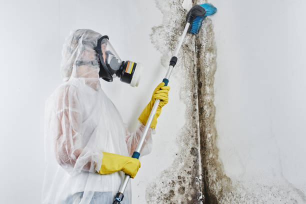 Best Mold Removal Company Near Me  in The Hills, TX