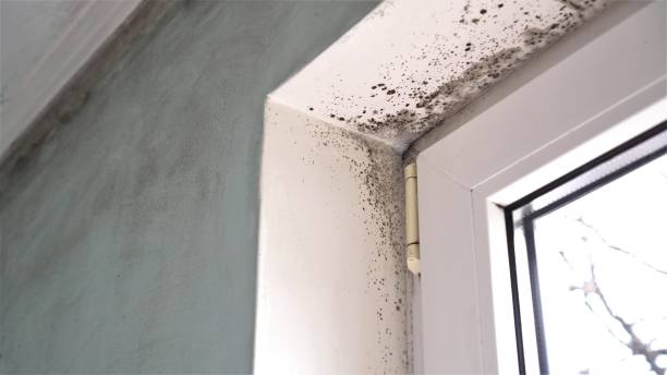 Best Mold Cleaning Services  in The Hills, TX