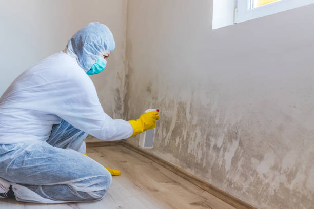 Mold Testing and Removal in The Hills, TX
