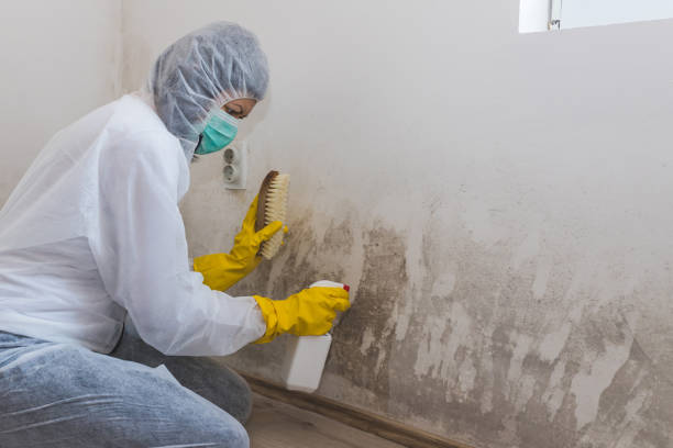 Best Mold Removal Process  in The Hills, TX