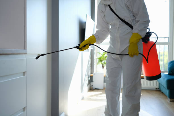 Best Home Mold Removal  in The Hills, TX