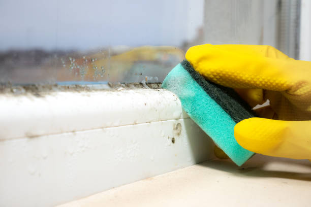 Best Mold Testing and Removal  in The Hills, TX