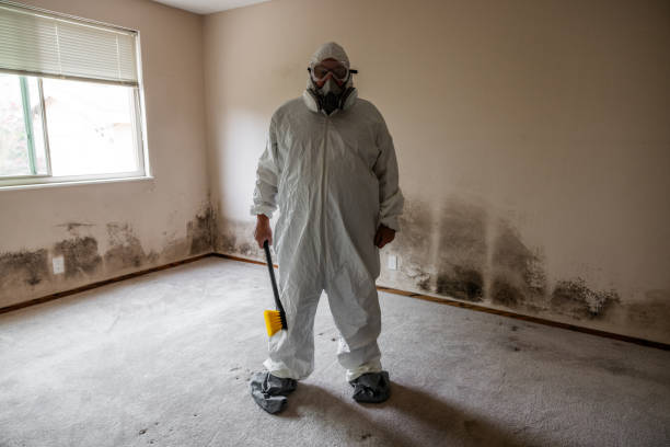 Best Professional Mold Removal  in The Hills, TX