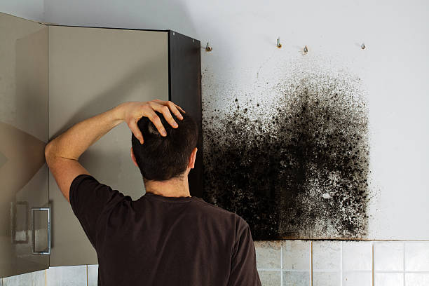 Best Professional Mold Removal  in The Hills, TX