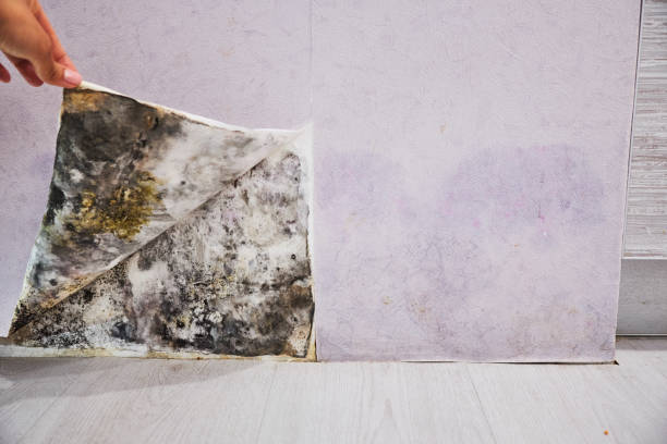 Best Best Mold Removal Companies  in The Hills, TX